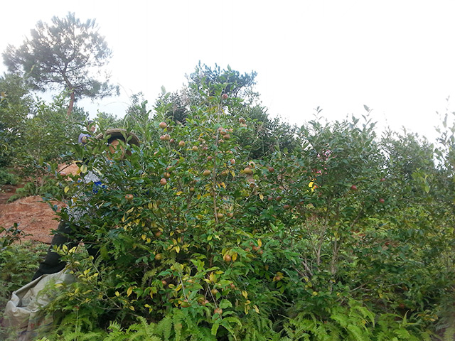 高產油茶掛果